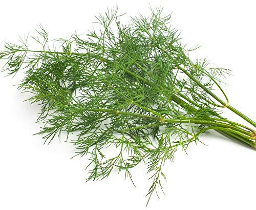 Dill Herb Seeds Anethum graveolens Hardy Annual Herbs Garden Plants Easy to Grow Your Own 1 Packet of 500 Seeds by Thompson and Morgan
