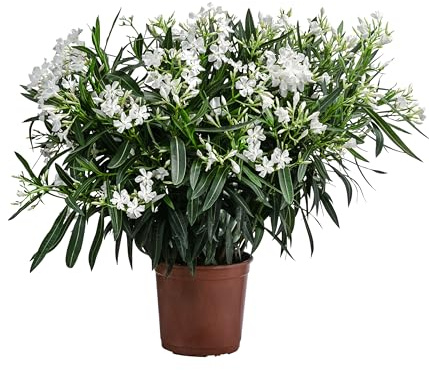 Dehner Oleander, strauchförmig mit weißen Blüten, ca. 60-70 cm, Ø Topf 20 cm, Zierpflanze
