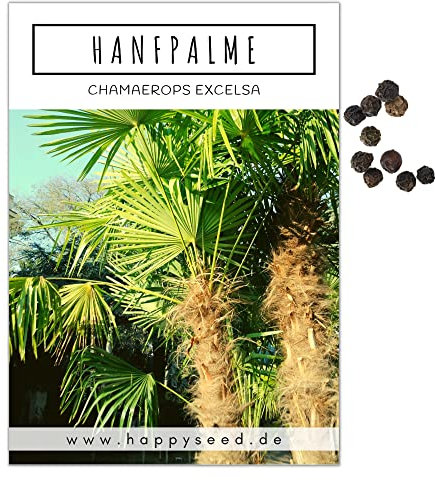 Hanfpalme Samen (Chamaerops excelsa) - Exotische Palme ideal geeignet als Kübelpflanze Indoor und Outdoor