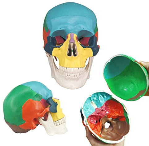 1:1 Lebensgroßes menschliches Schädelmodell, menschliches farbiges Schädelmodell, 3-teiliges anatomisches Modell menschlicher Schädel-Knochenstruktur für den Studiengang menschliche Anatomie