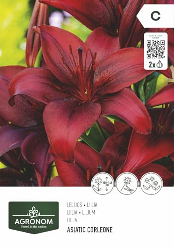 AGRONOM | LIRIOS - CORLEONE | Bulbos de flores perennes | Flores rojas | Cultivadas en jardines de flores, macetas y céspedes floridos | 2 bulbos