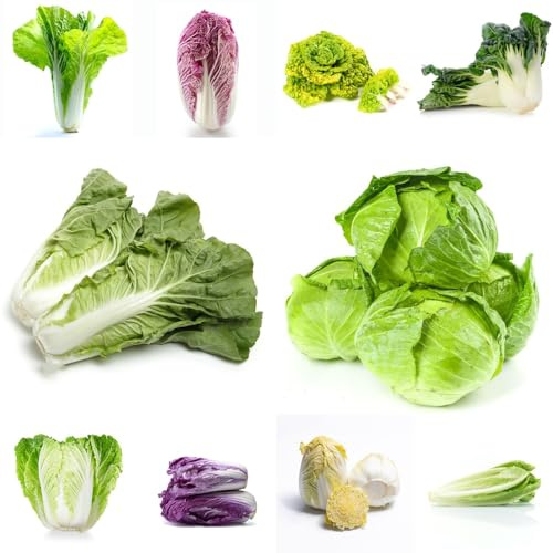 Col china, semillas de pak choi, balcón invernadero verdes exótico extraño variedades antiguas resistentes de invierno variedades 450pcs