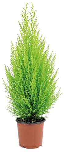 Verdecora Cipres Cupressus Macrocarpa Wilma| Ciprés de Monterrey, Ciprés de Limón | Planta natural de exterior en maceta Ø17cm con olor a limón (Altura total aproximada 45-50cm)