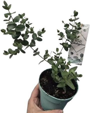 Eucalipto - Planta Aromática Natural para Interior y Exterior