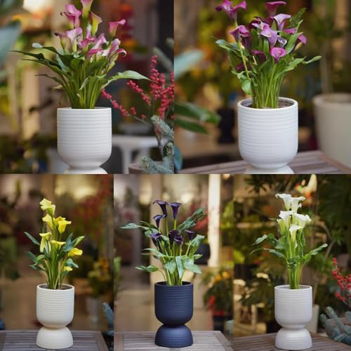 3 piezas bulbos de cala resistentes - bulbos primavera resistentes al invierno para balcones, los de son, bulbo alcatraces