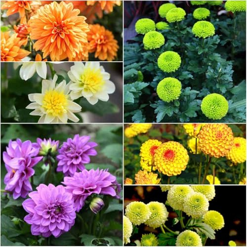 dahlien - kräutersamen winterfeste für balkon, kräutergarten gartenpflanzen winterhart, winterhart draußen, pflanztöpfe blumensaat 70samen