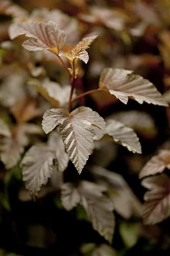 Physocarpus opulifolius 'Lady in Red' 40–60 cm – Winterhart, Mehrjährig, Pflegeleicht – Blasenspiere – Heckenpflanze für Garten & Sichtschutz