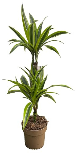 Cool Green - Planta natural - Drácena Lemon Mediana