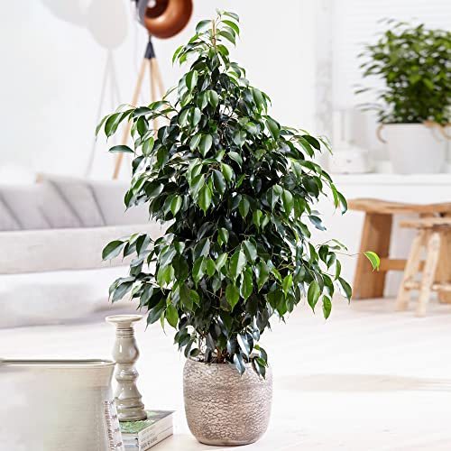 Weeping Fig Large Indoor House Plant Real Ficus Danielle Evergreen Tall Plants (100-120cm incl. Pot)