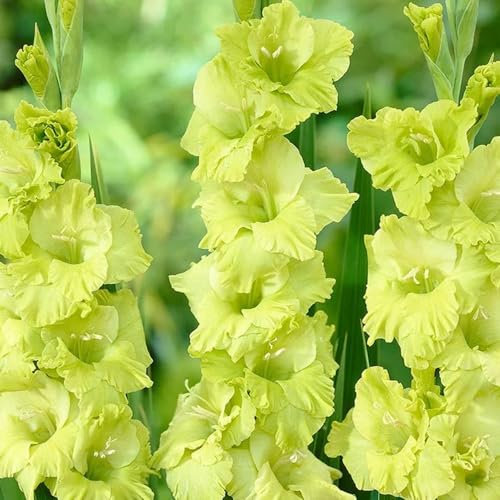 10 x Gladiolus Green Star – Lime-Green Flowers – Summer Flowering Bulbs – Perennials – Brightly Coloured Blooms – for Your Beautiful Garden