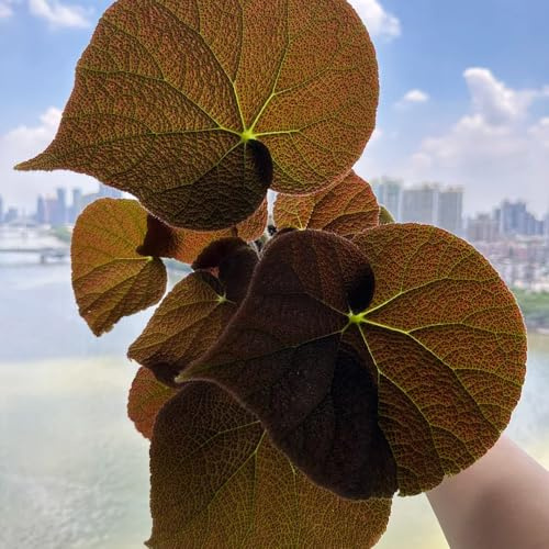 begonie serre balcone giardino interno scalapante arbusto farfalle semi interni semi selvaggio estate 1200pcs