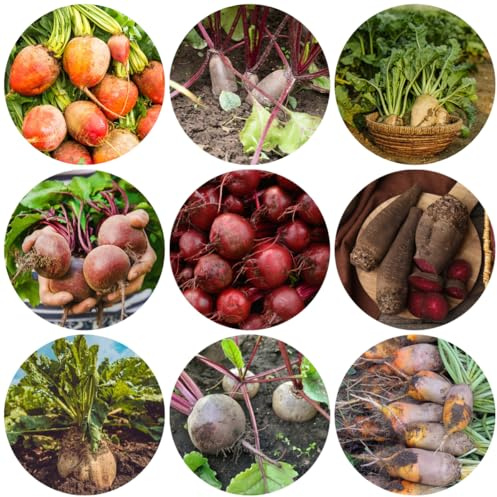 zuckerrüben - exotische bio grünpflanzen zuckerrüben anzucht kletterpflanzen seltene alte gemüsesorten exotische kletterpflanzen gemüsepflanzen gartenkräuter nachhaltige geschenke 650samen