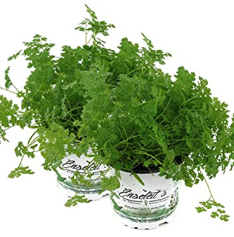 2 Kerbel Pflanzen, Anthriscus cerefolium Pflanze, frischer Kerbel