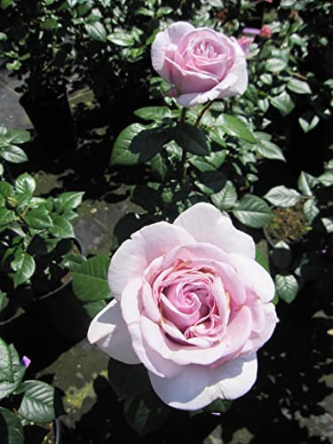 Rosa Pacific Blue ® - Edelrose Pacific Blue - Tantau Rose