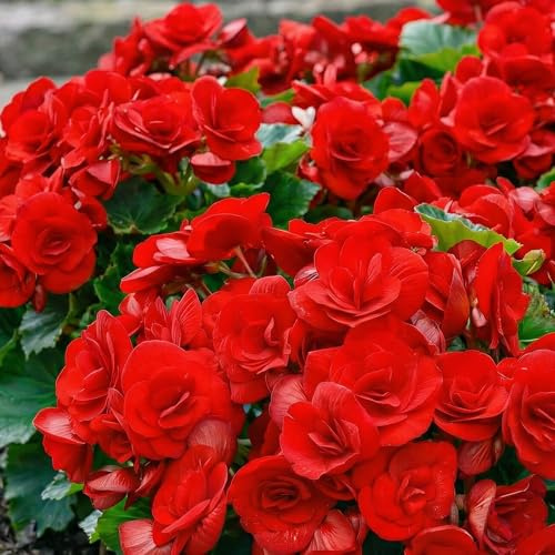 Begonia Double Rouge - 5 Bulbes de Fleurs à Planter Exterieur - Plante Exterieur Jardin - Naturelle Plantes de Hollande (pas de graines, non artificielle)