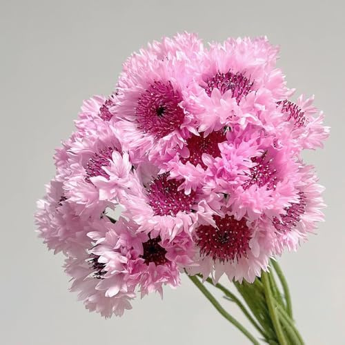 Semi di fiordaliso Centaurea cyanus Le perenni sono semi di perenne 150pcs