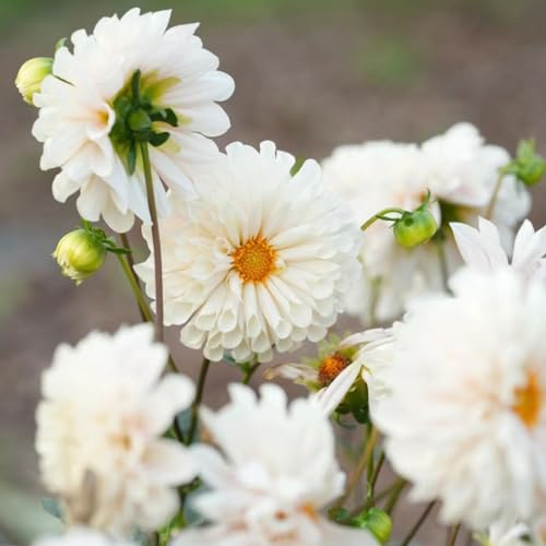 Tuberi di dalia - resistenti, giardino roccioso d'appartamento esotiche tappezzanti arredamento del soggiorno 6pcs
