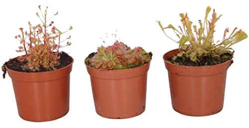 3 x Mix Varieties Drosera Sundew Plant - Carnivorous Plant - 8.5cm Pot