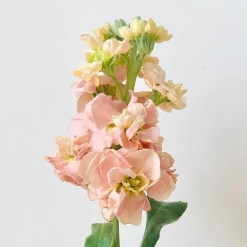 levkojen usambaraveilchen winterharte kübelpflanzen veilchen balkonpflanzen, zierblumen blumendeko 75samen