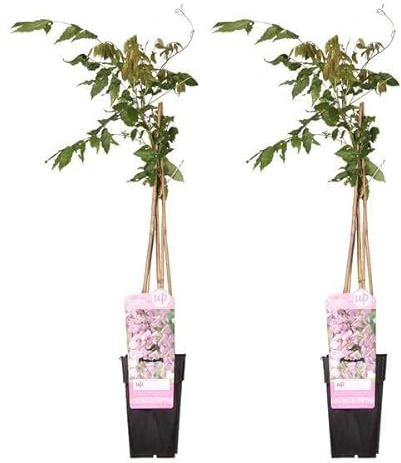 Rosa Blauregen – Wisteria floribunda 'Rosea' – 2 Pflanzen – Ø15cm – ca. 65cm hoch – Winterharte Kletterpflanze mit rosa Blütentrauben für Garten, Pergola & Zaun