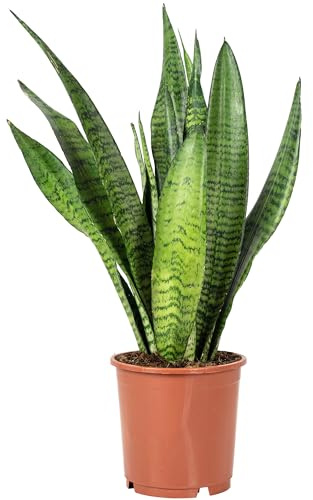 Bogenhanf - pflegeleichte Zimmerpflanze, Sansevieria zeylanica - Höhe ca. 45 cm, Topf-Ø 14 cm