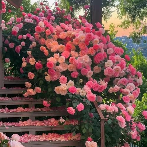 1000 Climbing Vine Rose Flower Seeds, Climbing Rose Seeds for Planting Outdoors Garden Fences,Pergolas & Trellises,Long-Blooming Vine (V)