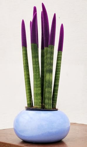 POWERS TO FLOWERS - SANSEVERIA CILINDRICA COLOR LIFE VIOLA IN VASO CERAMICA AZZURRO SFERICO, pianta vera
