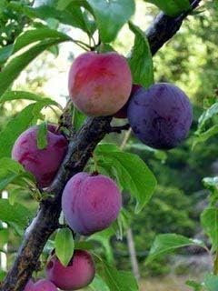 Opal Plum Tree 5-6ft Self-Fertile,Tasty & Sweet,Ready to Fruit,Early Fruiting 3fatpigs®