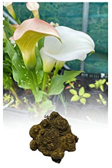5 Zantedeschia White Calla (Arum) Lily Bulbs/Rhizomes Size 24/26 Summer Flowering Perennial Plant : - by GARTHWAITE NURSERIES® : - UK Stockist