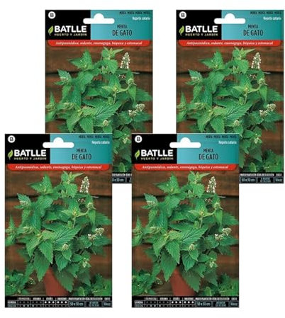 Semillas de menta de gato de Semillas Batlle PACK (4)