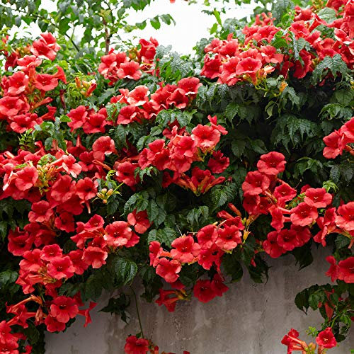YouGarden Campsis Red Trumpet Vine in a 1.5 Litre Pot, 60cm Tall, Hardy Climbing Plants for UK Gardens, Established, Ready to Plant Out