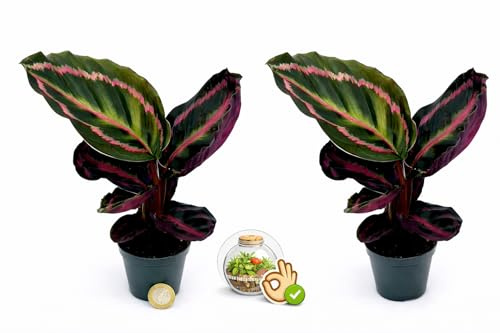 POWERS TO FLOWERS - CALATHEA DOTTIE MINI IDEALE PER TERRARIUM, 2 PIANTE, piante vere