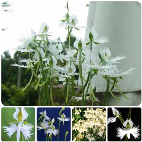 semi di habenaria radiata - serie rare - orchidea, primaverile orchidea airone bianco to perenni, decorazione autunnale 55pcs