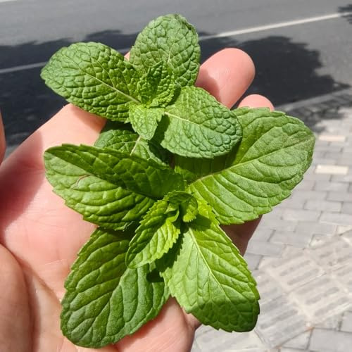 Semi di menta marocchina resistenti di perenni menta verde da balcone, orto da interno selvatiche, giardino, giardino sul balcone 600pcs