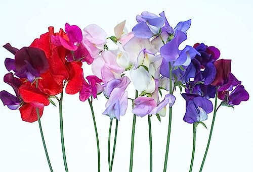 Sweet Pea Plants, 'Old Fashioned Scented Mix', 2 x Full Plants in 9cm Pots, Sweet Peas, Garden Flowers, Garden Ready and Ready to Plant, Premium Quality Flowers