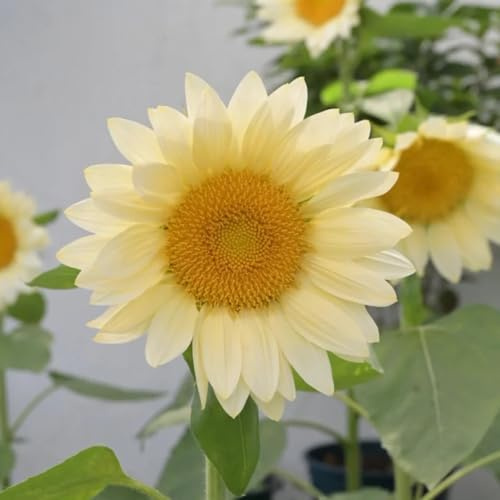 sonnenblumen sonnenblumensamen sonnenblume - zimmerpflanze sommerblumen kräuterpflanzen pflanztöpfe gartenpflanze winterharte stauden dauerblüher pflanzendeko mehrjährige blumensamen 350samen