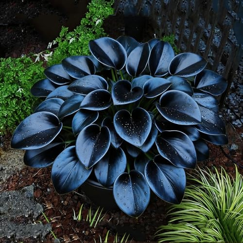La Hosta Azul Medianoche se puede cultivar tanto en interiores como en exteriores. Se puede sembrar durante todo el año. Crea rápidamente un hermoso jardín.-6Bulbos-a