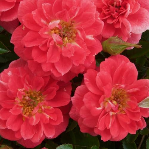 Kletterrose – Rosa Salmon Queen – Lachsrosa Blüten – 2 Pflanzen – 11cm – Höhe 40cm – Duftend & pflegeleicht – Blüte Juni bis Oktober