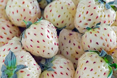 Fruit Seeds for Planting (100 White Strawberry Seeds)