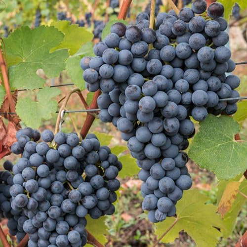 Vivai le Georgiche - Pianta vera di Uva da tavola nera Regina Vitis vinifera 'Regina' - vaso Ø 15 cm