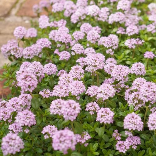 Kriechender ThymianSamen, sandthymian Thymian Bodendecker, kräutersamen blumensamen winterhart exotische 50pcs