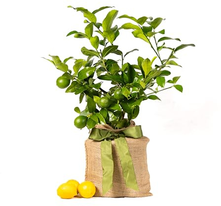 Meyer Lemon Tree Sympathy Gift, Live Dwarf Fruit Tree That Bears Juicy Lemons, The Perfect Memorial Gift by The Magnolia Company, No Shipping to TX, LA, AZ, AL, CA