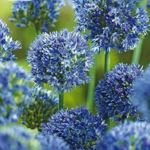 Plant in a Box - Ail d’ornement bleu - Allium 'Caeruleum' - Lot de 40 bulbes - Pour jardin ou balcon