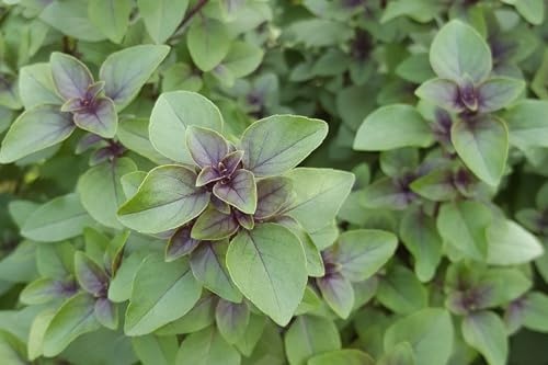 Basilikum ´Thai Basilikum - Sweet Basil´ (Ocimum basilicum var. thyrsiflora) Samen. Gewürz- & Heilpflanze (1000 Samen = 1,8g)