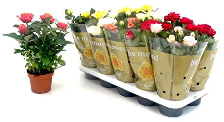 Rosal Mini Bandeja de 10 Unidades de Rosas con Flores de Colores Surtidos Plantas Naturales Rosales de Interior