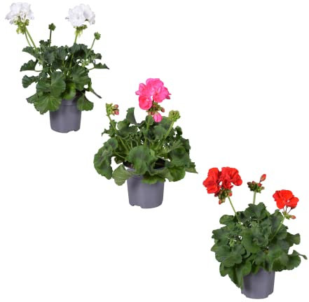 Geranios - Plantas Naturales - Set 3 Plantas - Flores de Exterior e Interior