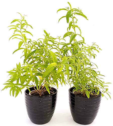 POWERS TO FLOWERS - CITRONELLA PIANTA, CYMBOPOGON, VASO 14cm, 2 PIANTE, piante vere