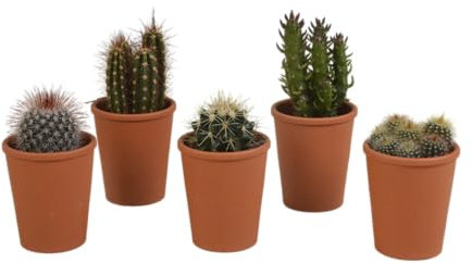 Cacti | Mélange de cactus dans un pot en terre cuite | 5 pièces | diverses variétés | Ø 6,5 cm | 8-13 cm | dans un pot de couleur assortie |Plantes d'intérieur faciles à entretenir