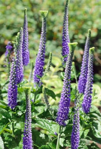 Veronica spicata 'Blaufuchs' 9x9 cm Topf – Winterhart, Mehrjährig, Pflegeleicht – Ähriger Ehrenpreis – Beetstaude für Garten & Rabatte
