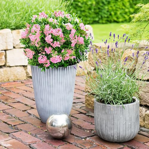 Zwerg-Rhododendron Magenta 6er Set, immergrüner blühender Zierstrauch mit rosa magenta Blüten, pflegeleicht und schnittverträglich, Ø17cm, 30-40cm hoch, für Hecke, Beet und Garten